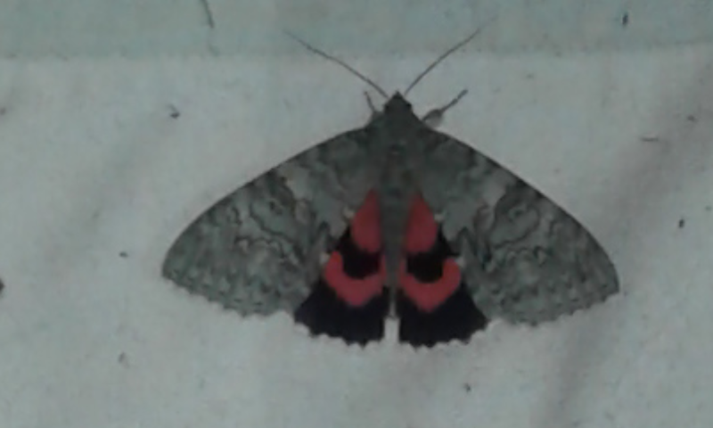 Catocala nupta (Erebidae)